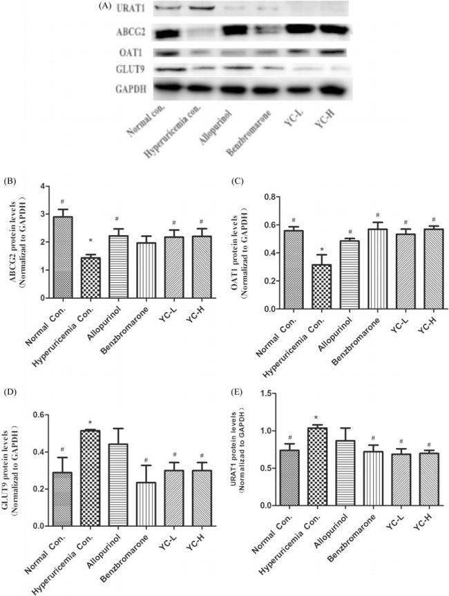 SLC22A12 Antibody in Western Blot (WB)