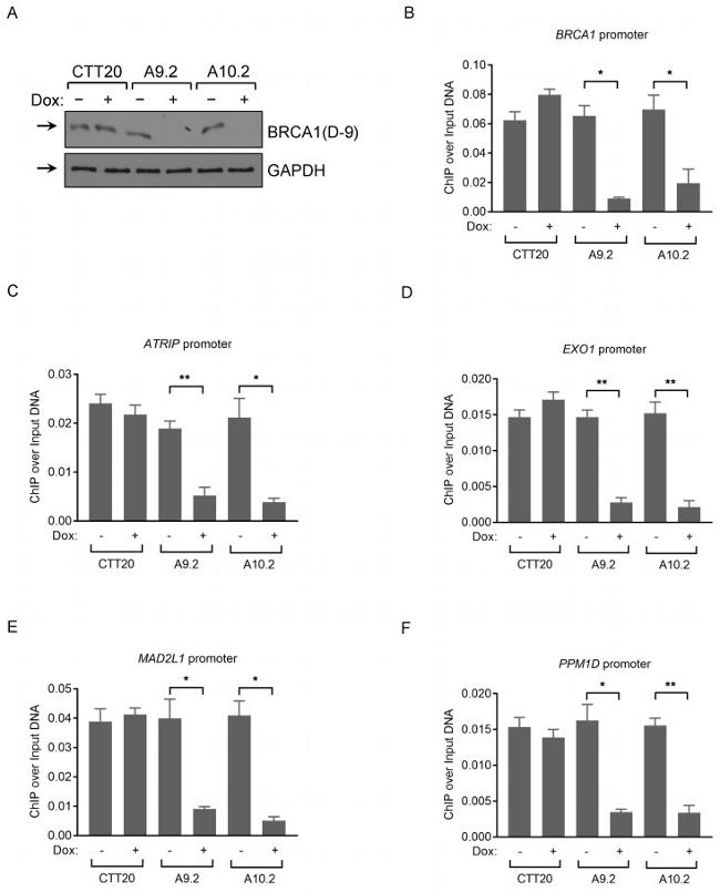 BRCA1 Antibody in ChIP Assay (ChIP)