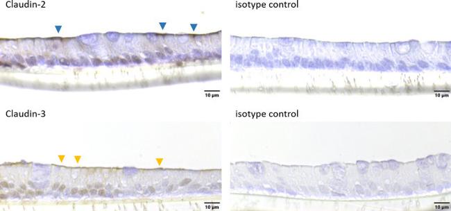 Claudin 3 Antibody in Immunohistochemistry (IHC)