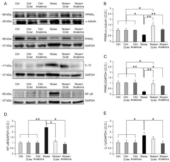 PPAR alpha Antibody in Western Blot (WB)