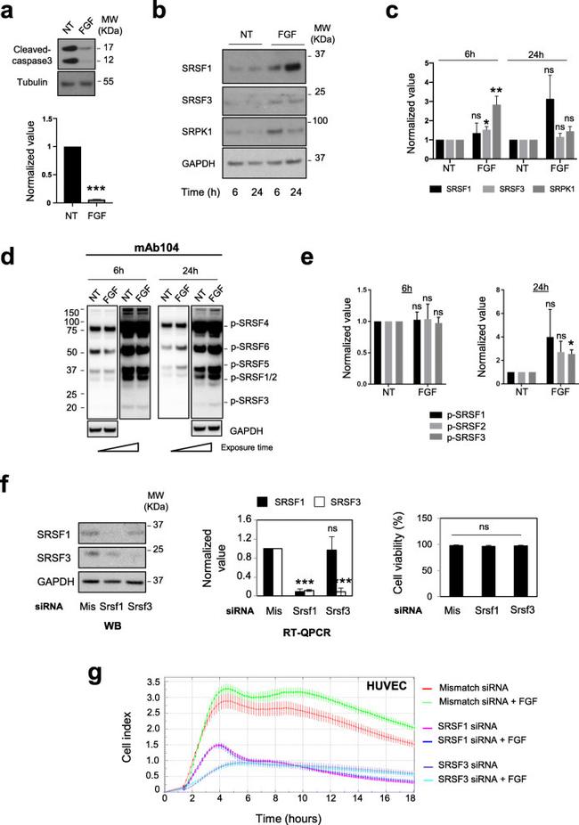 SRSF3 Antibody in Western Blot (WB)