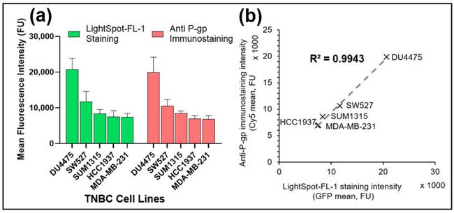 P-Glycoprotein Antibody in Immunocytochemistry (ICC/IF)