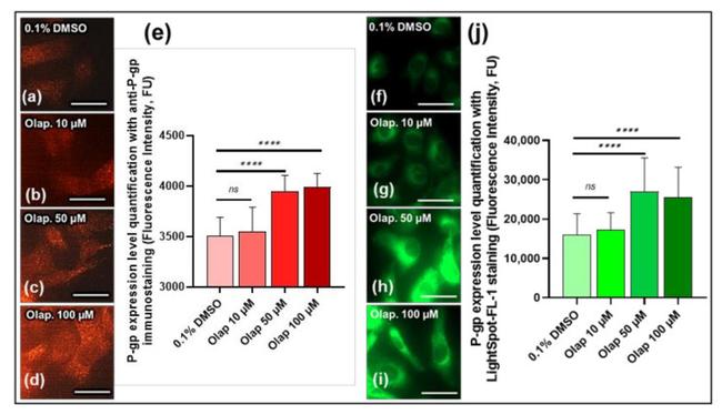 P-Glycoprotein Antibody in Immunocytochemistry (ICC/IF)