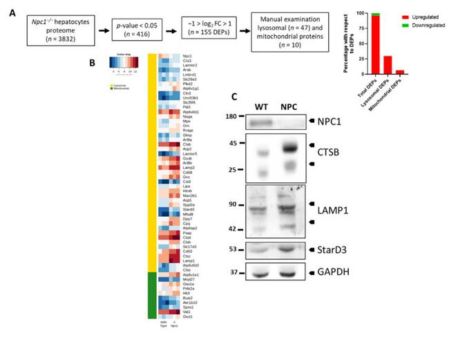 STARD3 Antibody in Western Blot (WB)