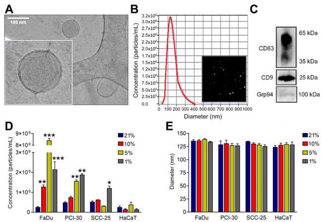 CD9 Antibody in Western Blot (WB)