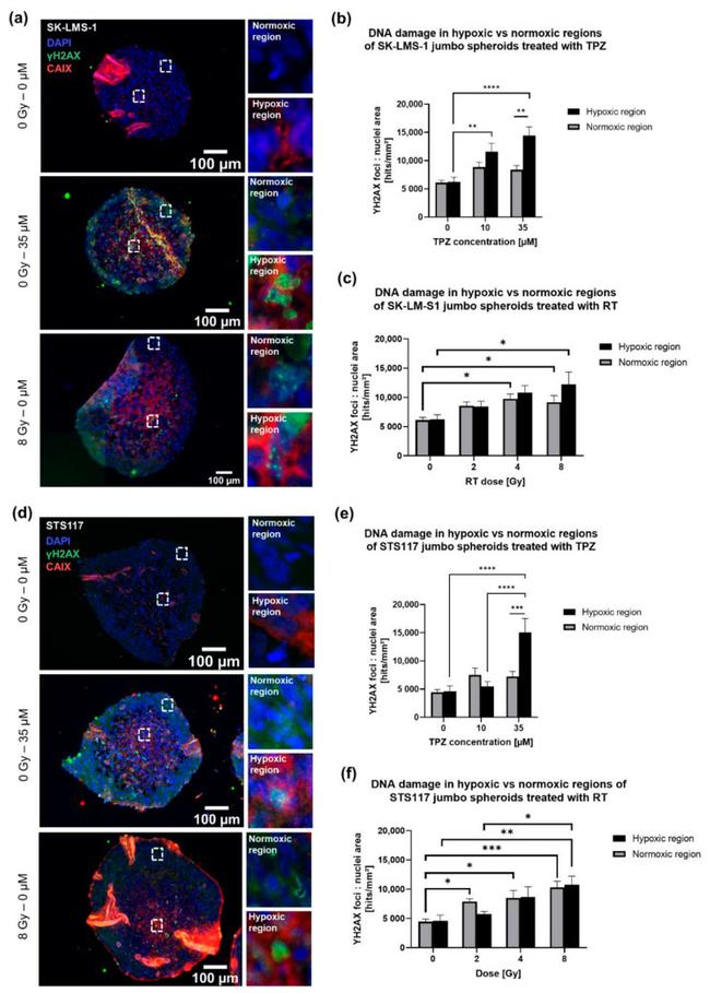 Carbonic Anhydrase IX Antibody in Immunocytochemistry (ICC/IF)