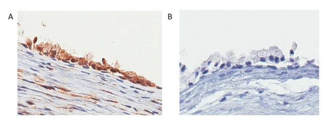 DMRT3 Antibody in Immunohistochemistry (IHC)