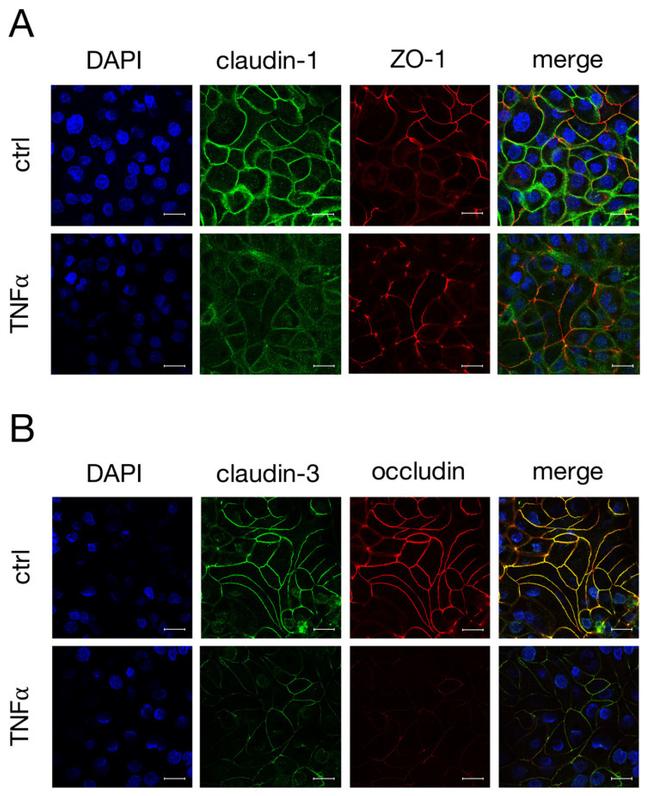 Claudin 3 Antibody in Immunocytochemistry (ICC/IF)