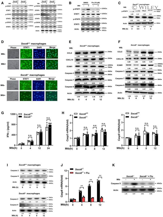 STAT1 Antibody in Western Blot (WB)