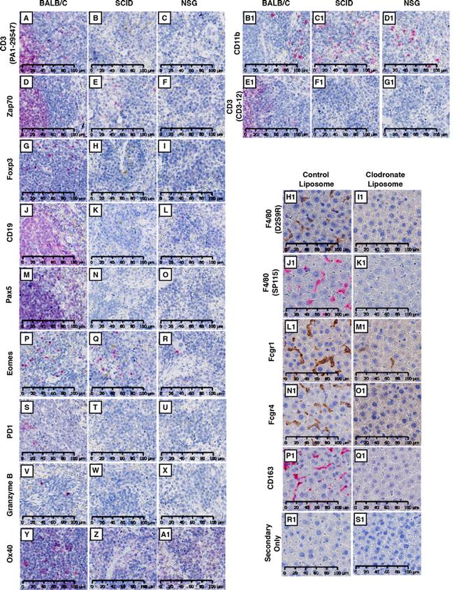 F4/80 Antibody in Immunohistochemistry (IHC)