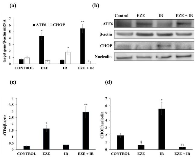 CHOP Antibody in Western Blot (WB)