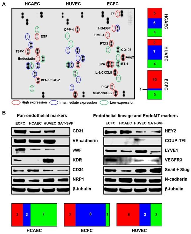 VE-cadherin Antibody in Western Blot (WB)