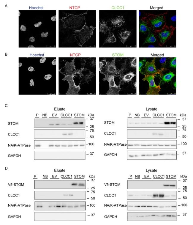 V5 Tag Antibody in Immunocytochemistry (ICC/IF)