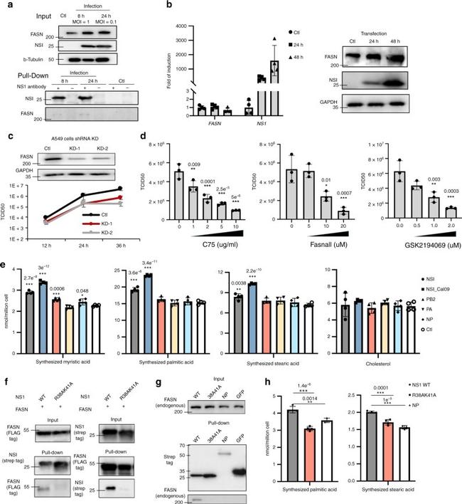 beta Tubulin Antibody in Western Blot (WB)