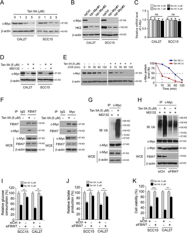 FBXW7 Antibody in Western Blot (WB)