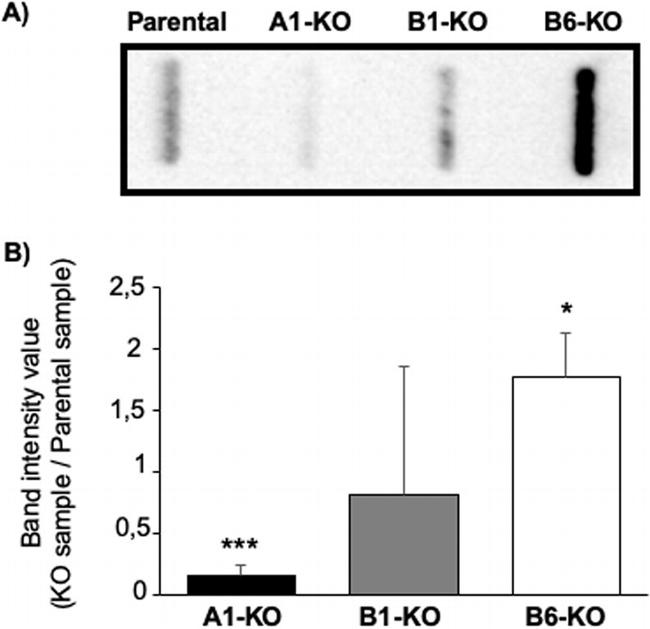 GFP Antibody in Western Blot (WB)