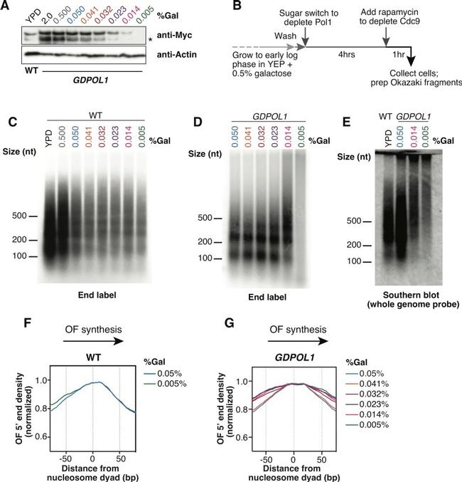 Actin Antibody in Western Blot (WB)