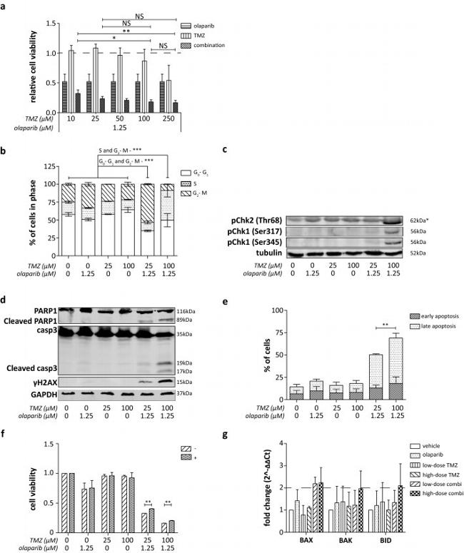 alpha Tubulin Antibody in Western Blot (WB)