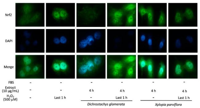 Nrf2 Antibody in Immunocytochemistry (ICC/IF)