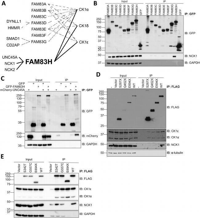 alpha Tubulin Antibody in Western Blot (WB)