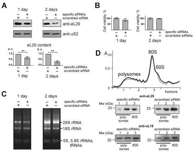 RPL29 Antibody in Western Blot (WB)