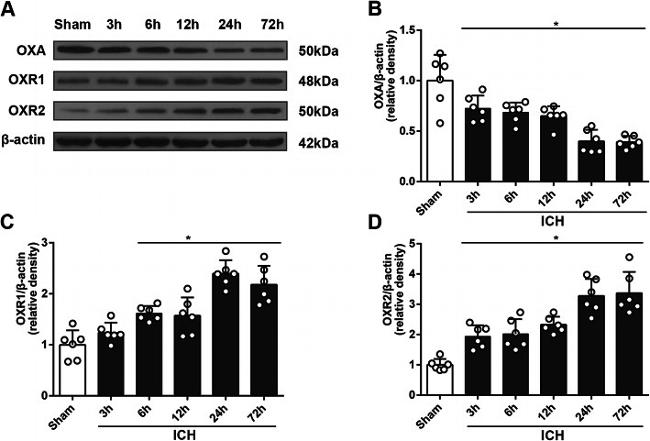 Orexin A Antibody in Western Blot (WB)