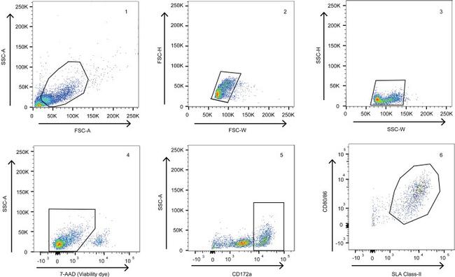 SLA Class II DR Antibody in Flow Cytometry (Flow)