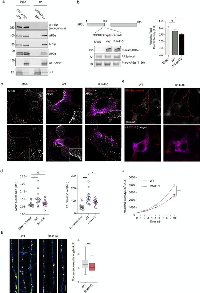 alpha Adaptin Antibody in Immunocytochemistry (ICC/IF)