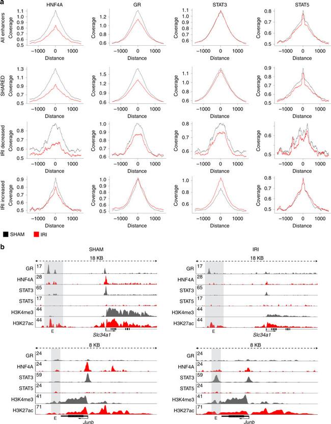 Glucocorticoid Receptor Antibody in ChIP Assay (ChIP)