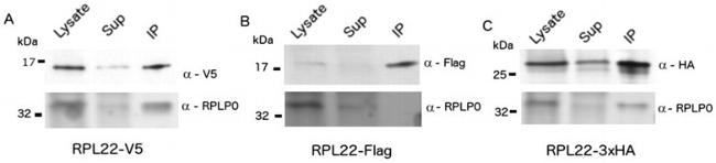 V5 Tag Antibody in Western Blot (WB)