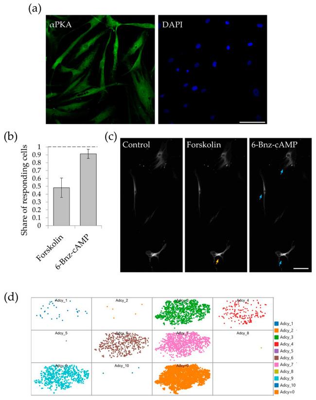 PKA alpha Antibody in Immunocytochemistry (ICC/IF)