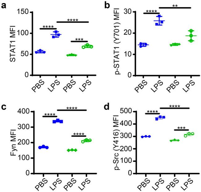 Phospho-Src (Tyr416) Antibody in Flow Cytometry (Flow)