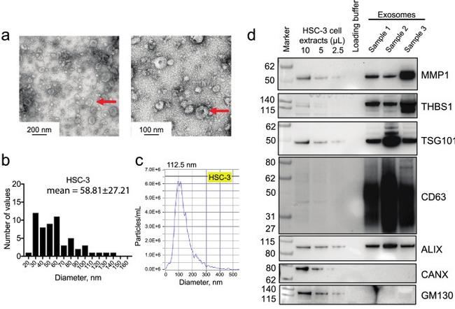 CD63 Antibody in Western Blot (WB)