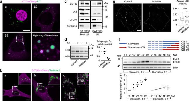 ADFP Antibody in Immunocytochemistry (ICC/IF)