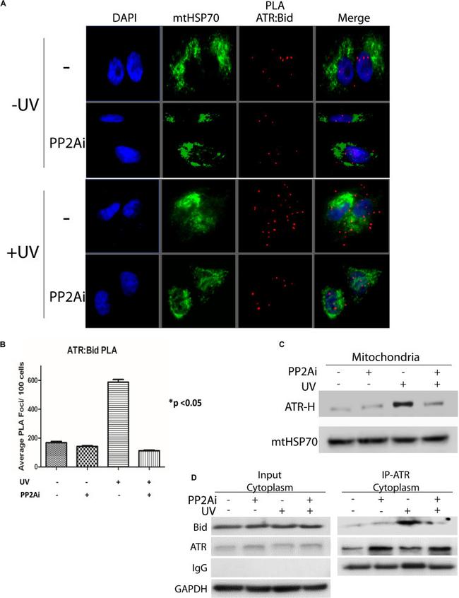 mtHSP70 Antibody in Western Blot (WB)