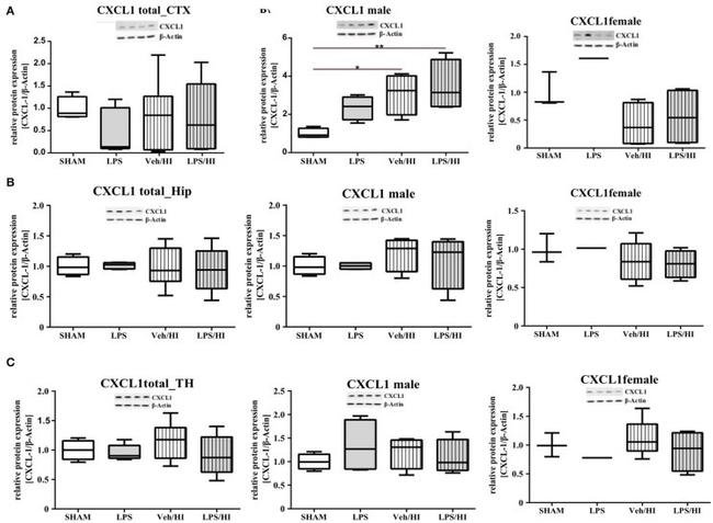 CXCL1 Antibody in Western Blot (WB)