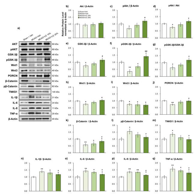 IL-6 Antibody in Western Blot (WB)