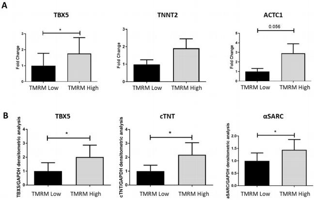 Cardiac Troponin T Antibody in Western Blot (WB)