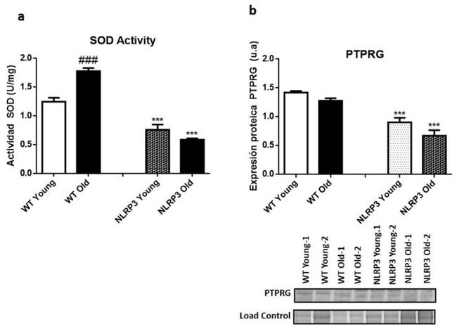 PTPRG Antibody in Western Blot (WB)