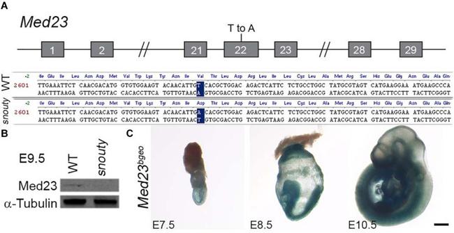 alpha Tubulin Antibody in Western Blot (WB)