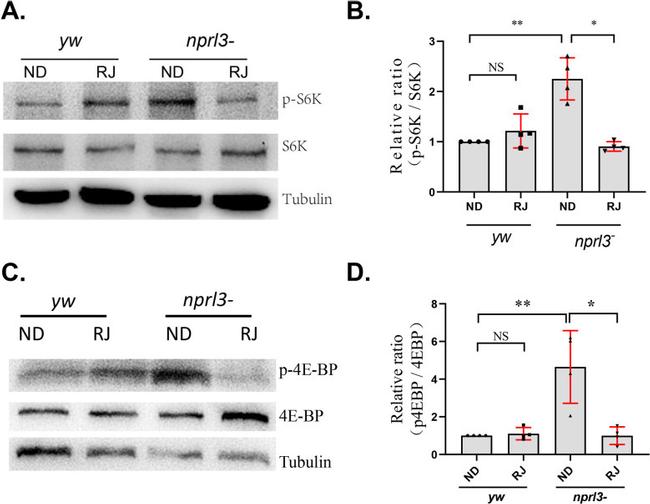 beta Tubulin Loading Control Antibody in Western Blot (WB)