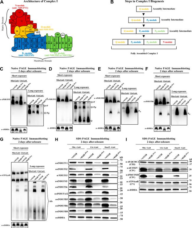 ATP Synthase beta Antibody in Western Blot (WB)