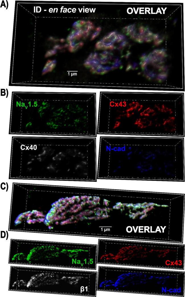 Connexin 40 Antibody in Immunohistochemistry (IHC)