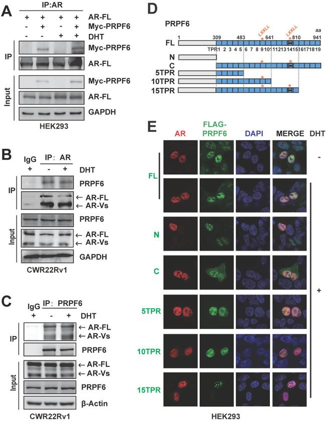 Androgen Receptor Antibody in Western Blot, Immunocytochemistry (WB, ICC/IF)