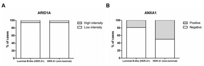 Annexin A1 Antibody in Immunohistochemistry (IHC)