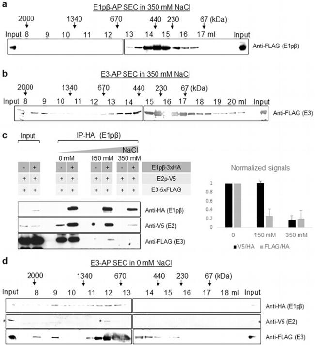 HA Tag Antibody in Western Blot (WB)