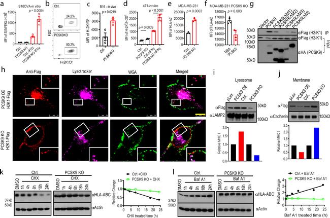 Actin Antibody in Western Blot (WB)