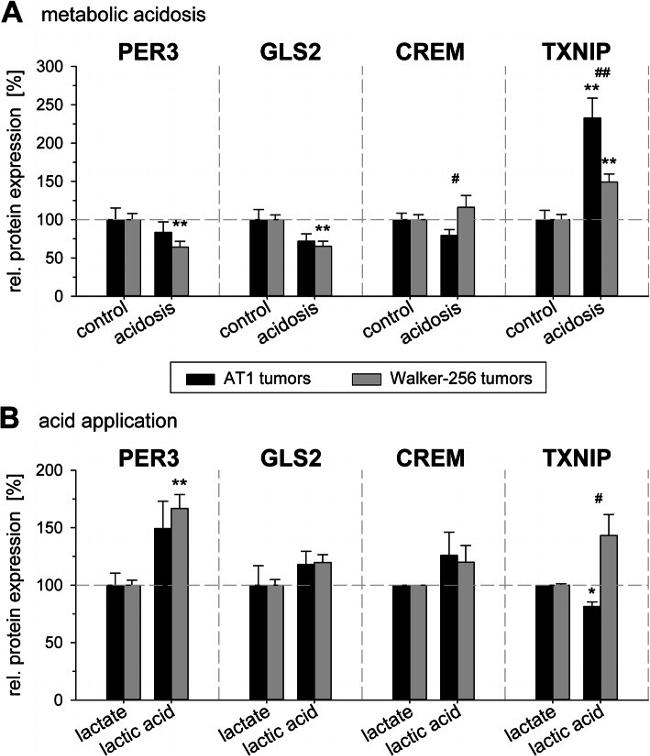 GLS2 Antibody in Western Blot (WB)