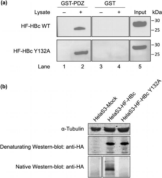 HA Tag Antibody in Western Blot (WB)