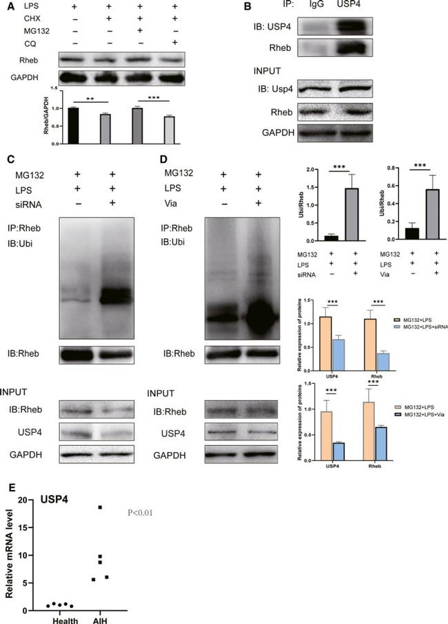 USP4 Antibody in Western Blot (WB)